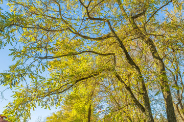 Branches of the acacia trees with autumn foliage
