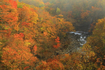 八幡平　紅葉の松川渓流