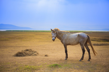 white horse standing in open rural farm against beautiful sun li