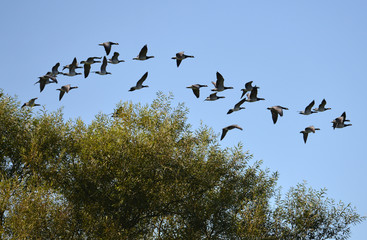 Geese