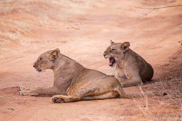 two lionesses lying in Samburu National Park in Kenya