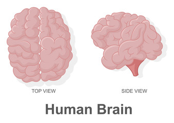 Human Brain in Top View and Side View