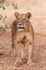 lioness in Samburu National Park Kenya