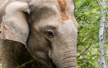 Fototapeta premium Elephants eat grass in National Park,Thailand