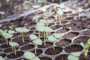 Sapling of the tree in nursery trays