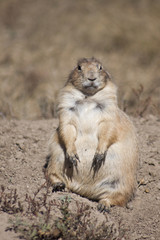 standing prairie dog