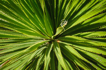 Living Desert Zoo Gardens State Park