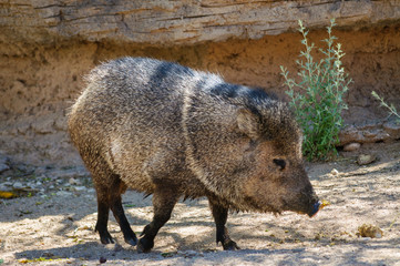 Living Desert Zoo Gardens State Park