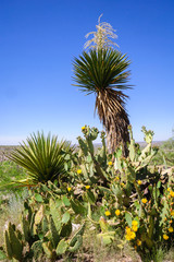 Living Desert Zoo Gardens State Park