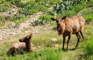 Living Desert Zoo Gardens State Park