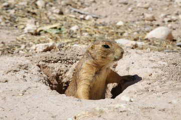 Living Desert Zoo Gardens State Park