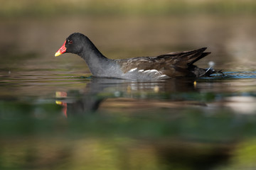 Common Moorhen, Moorhen, Gallinula chloropus