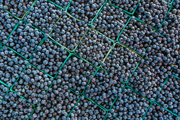 Blueberries pattern
