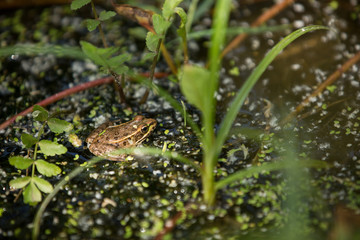Small frog in wetlands surrounded by water and green plants.