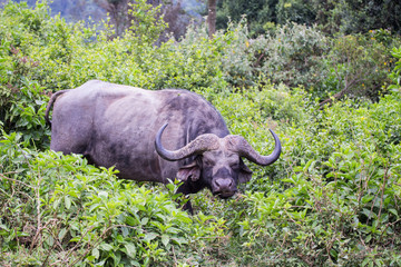 buffalo in Aberdare National Park, Kenya