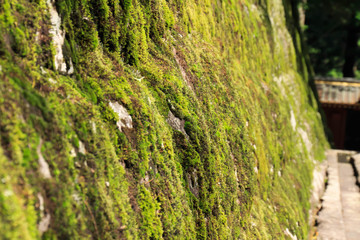 Stone wall with a moss