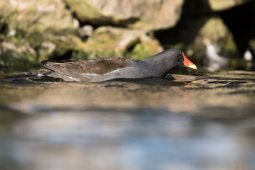 Common Moorhen, Moorhen, Gallinula chloropus