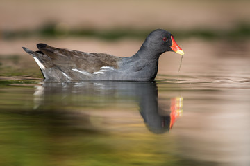 Common Moorhen, Moorhen, Gallinula chloropus