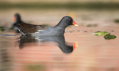 Common Moorhen, Moorhen, Gallinula chloropus