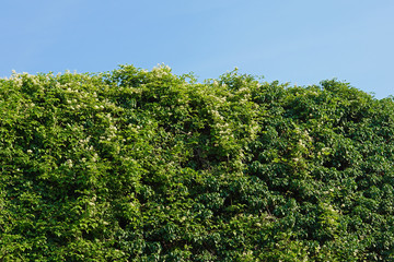 Wall with ivy
