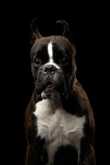 Close-up Portrait of Purebred Boxer Dog Brown with White Fur Color surprised Looks in Camera Isolated on Black Background