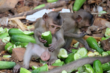 cute small monkey in thailand