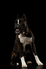 Purebred Boxer Dog Brown with White Fur Color Sitting Isolated on Black Background