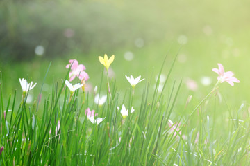 flower at the garden in flare light