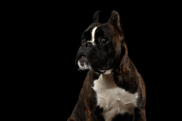 Close-up Portrait of Funny Purebred Boxer Dog Brown with White Fur Color Stare up and indignant Isolated on Black Background
