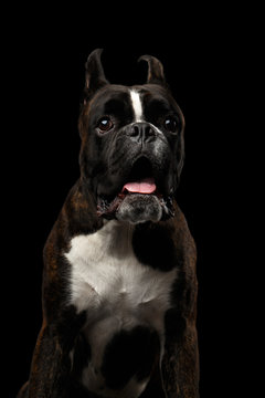 Close-up Portrait of Funny Purebred Boxer Dog Brown with White Fur Color on Chest Stare and open mouth in surprise Isolated on Black Background, Front view