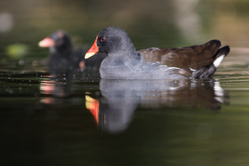 Common Moorhen, Moorhen, Gallinula chloropus