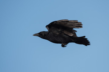 Carrion Crow, Corvus Corone