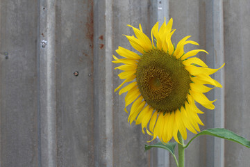 sunflowers are on the metal sheet background