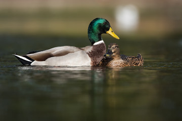 Mallard, Duck, Anas platyrhynchos - Copulation.