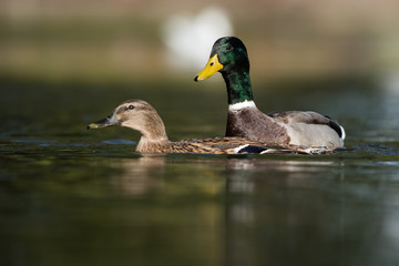 Mallard, Duck, Anas platyrhynchos - Copulation.