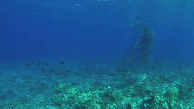 Coral reef with a school of Barracudas and Trevallies. Light reflections, sunrays 4k footage