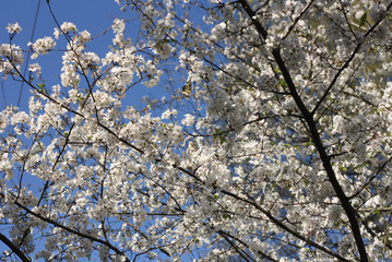 Cherry blossoms on blue sky