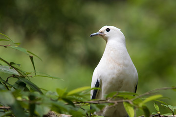 ิbird on the branch