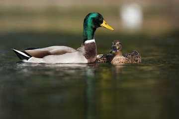 Mallard, Duck, Anas platyrhynchos - Copulation.