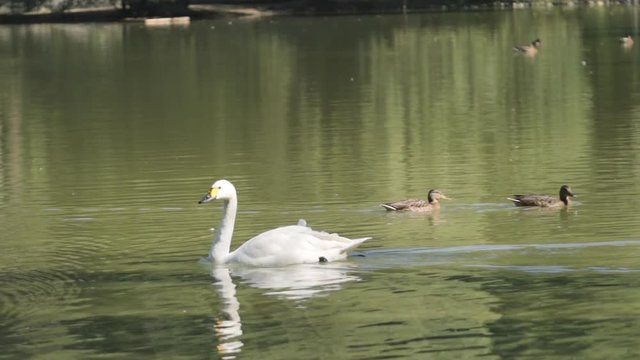 SLOW MOTION: White swan swims on a lake