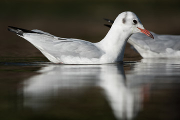 Black-headed Gull, Chroicocephalus ridibundus