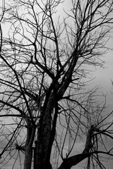 Silhouette of tree, Nature background.