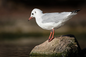 Black-headed Gull, Chroicocephalus ridibundus