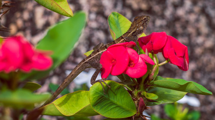 Oriental garden lizard on Euphorbia Beautiful Flower in Thailand