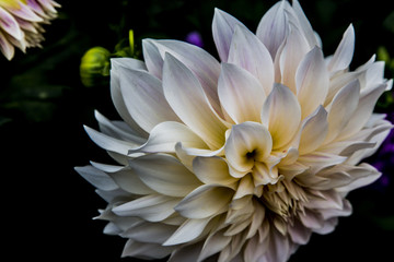 flower flowers flowers fleurs fleurs fleursfiore fiori fiorellin