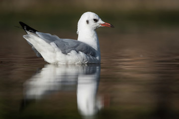 Black-headed Gull, Chroicocephalus ridibundus