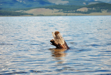 Fototapeta premium coast of lake Hovsgol. Dry trees logs.Blue sky and mountains at horizon.