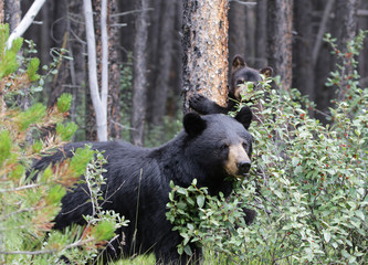 Black Bear