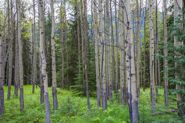 Quaking Aspen Trees