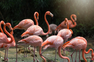 Flock of Pink flamingos standing in water
